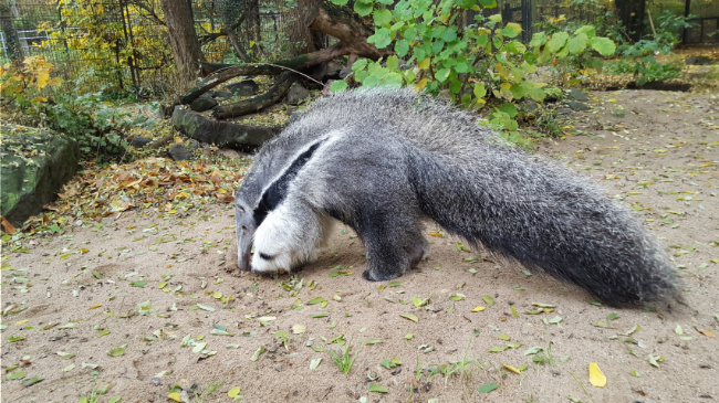 © ZOOLOGISCHER GARTEN MAGDEBURG gGmbH Bild zum Eintrag (1060395-160)