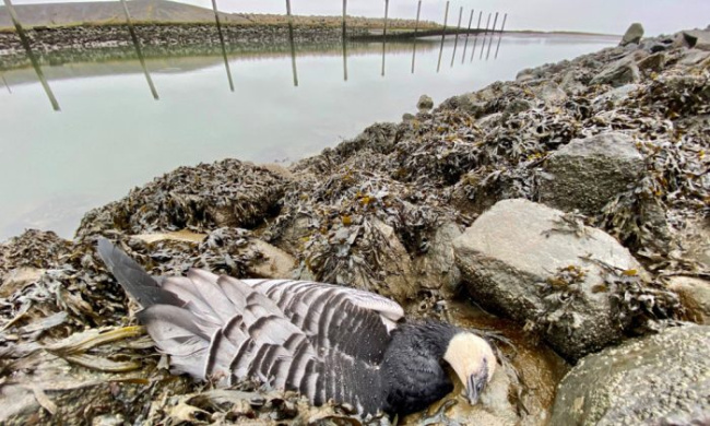 © Brunckhorst / LKN.SH Bild zum Eintrag (1060456-160)