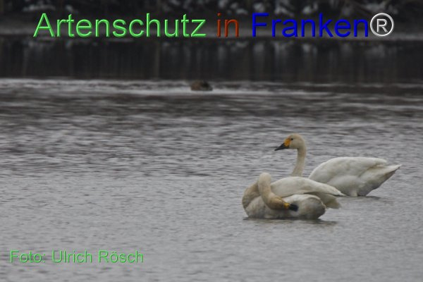 © Artenschutz in Franken® / Ulrich Rösch Bild zum Eintrag (1061861-160)