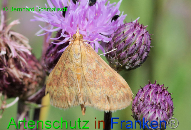 © Artenschutz in Franken® / Bernhard Schmalisch Bild zum Eintrag (1061974-160)