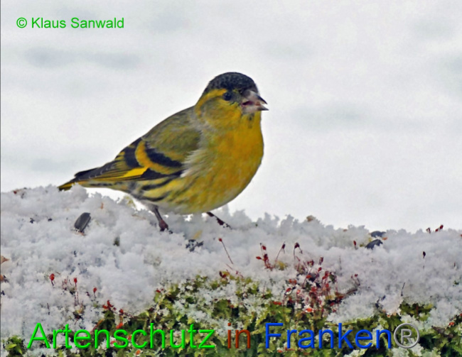 © Artenschutz in Franken® / Klaus Sanwald Bild zum Eintrag (1062064-160)
