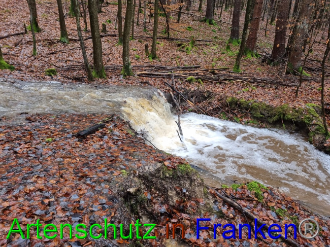 © Artenschutz in Franken® Bild zum Eintrag (1062148-160)
