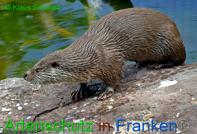 © Artenschutz in Franken® / Klaus Sanwald Bild zum Eintrag (1062340-160)