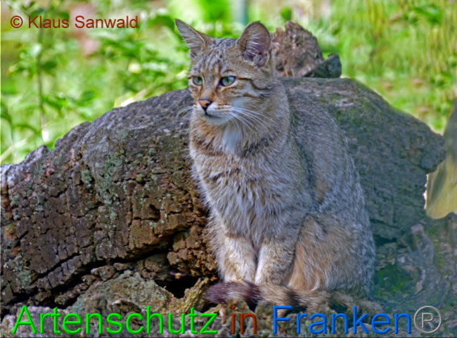 © Artenschutz in Franken® / Klaus Sanwald Bild zum Eintrag (1062383-160)