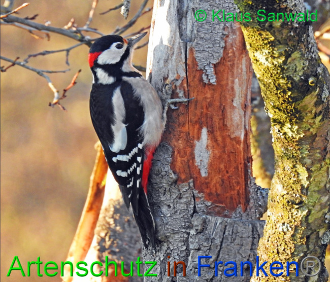 © Artenschutz in Franken® / Klaus Sanwald Bild zum Eintrag (1062582-160)