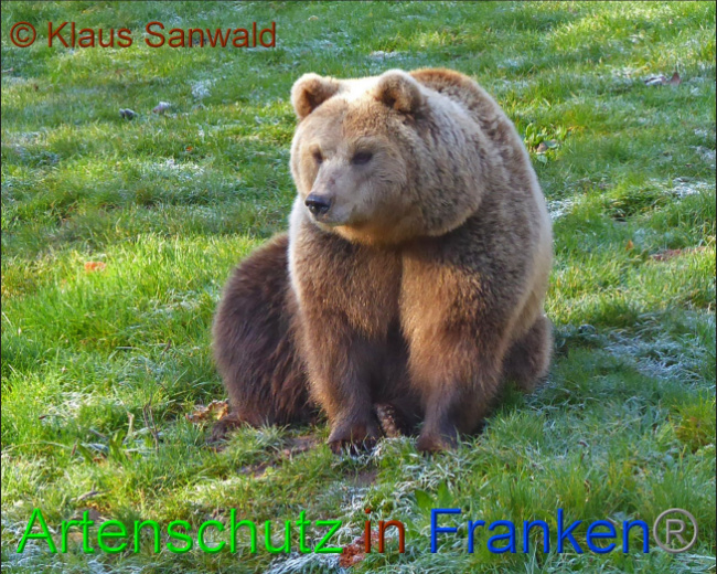 © Artenschutz in Franken® / Klaus Sanwald Bild zum Eintrag (1062711-160)