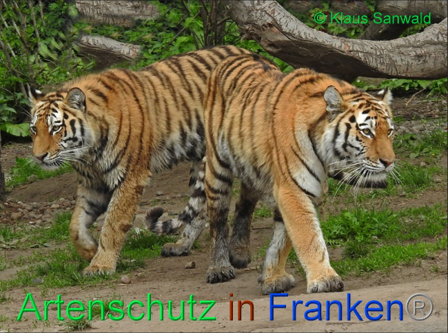 © Artenschutz in Franken® / Klaus Sanwald Bild zum Eintrag (1063205-160)