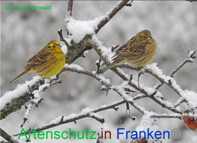 © Artenschutz in Franken® / Klaus Sanwald Bild zum Eintrag (1063270-160)