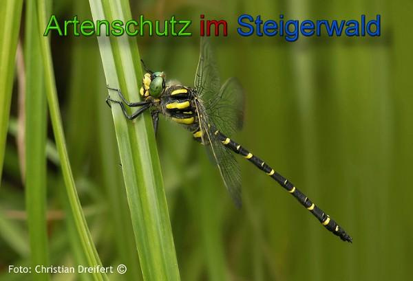 © Artenschutz in Franken® / Christian Dreifert Bild zum Eintrag (1063810-160)
