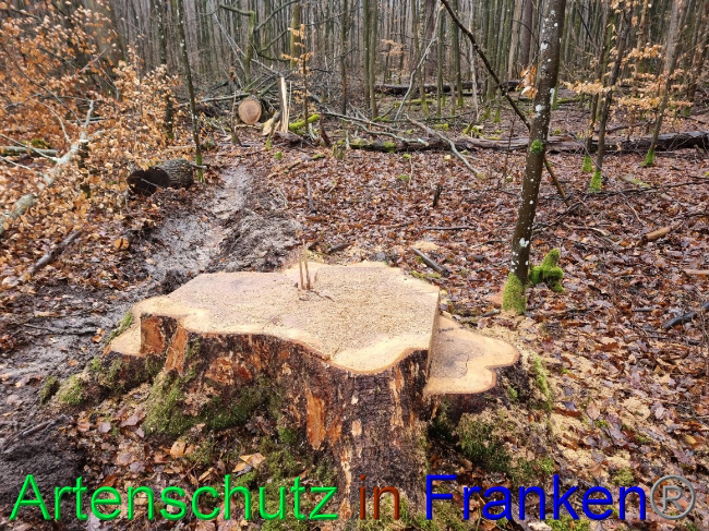 © Artenschutz in Franken® Bild zum Eintrag (1063833-160)