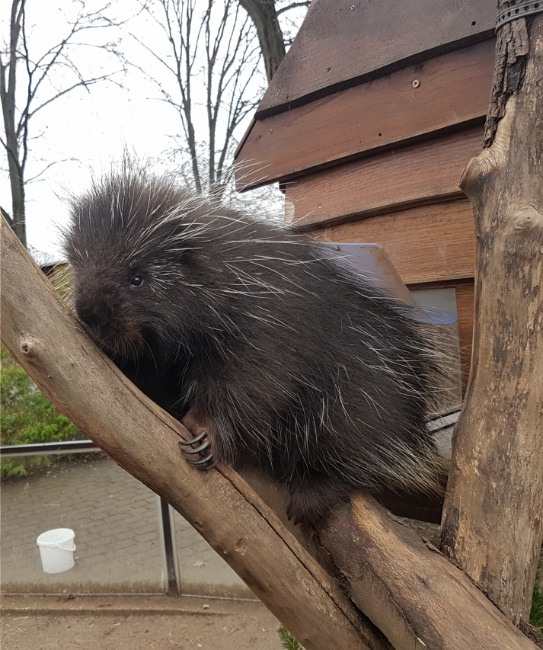 © ZOOLOGISCHER GARTEN MAGDEBURG gGmbH Bild zum Eintrag (1063845-160)