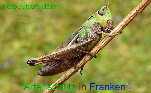 © Artenschutz in Franken® / Albert Meier Bild zum Eintrag (1063851-160)