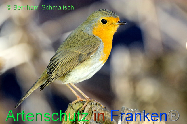 © Artenschutz in Franken® / Bernhard Schmalisch Bild zum Eintrag (1063949-160)