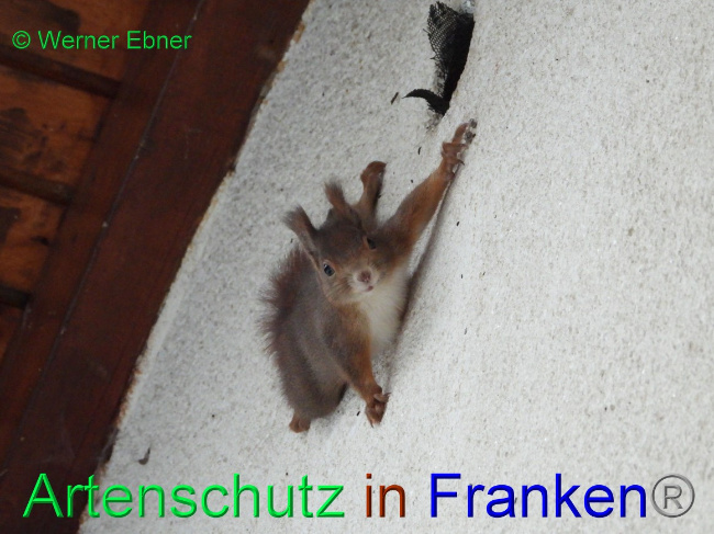 © Artenschutz in Franken® / Werner Ebner Bild zum Eintrag (1064060-160)