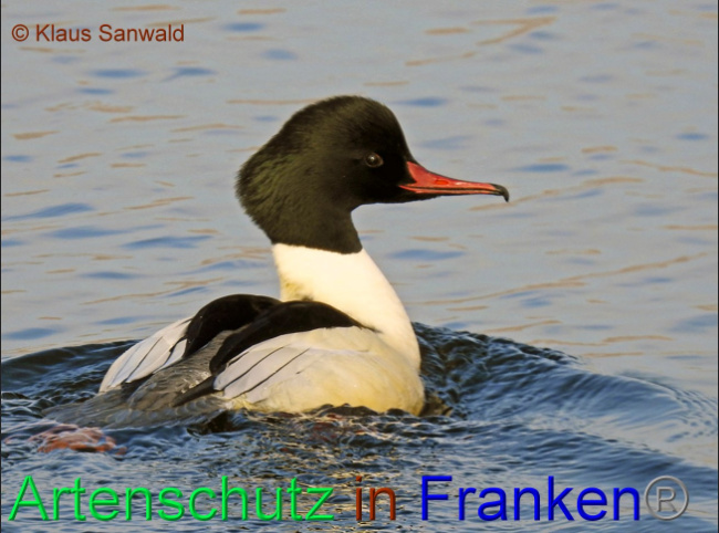 © Artenschutz in Franken® / Klaus Sanwald Bild zum Eintrag (1064119-160)