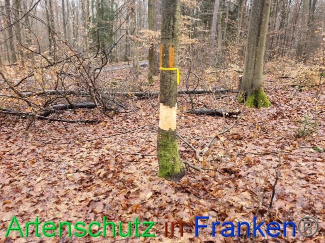 © Artenschutz in Franken® Bild zum Eintrag (1064209-160)
