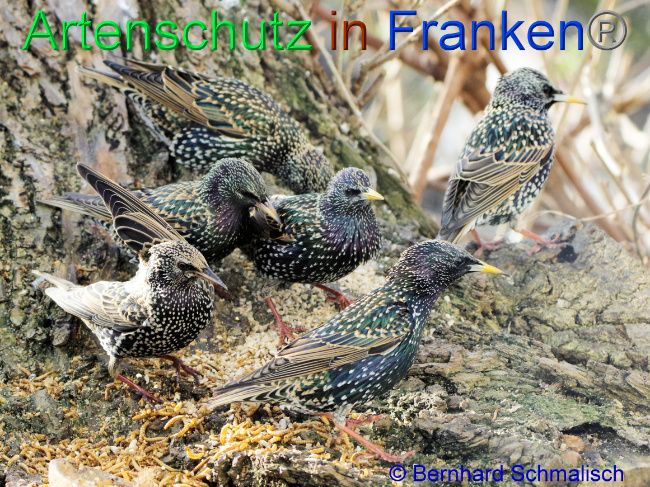 © Artenschutz in Franken® / Bernhard Schmalisch Bild zum Eintrag (1064216-160)