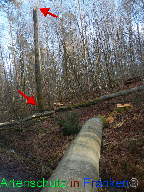 © Artenschutz in Franken® Bild zum Eintrag (1064239-160)