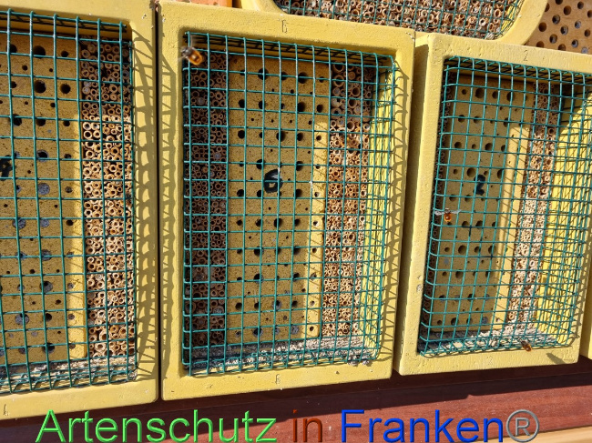 © Artenschutz in Franken® Bild zum Eintrag (1065596-160)