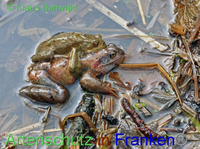 © Artenschutz in Franken® / Klaus Sanwald Bild zum Eintrag (1065856-160)