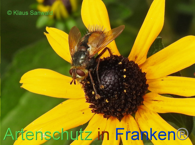 © Artenschutz in Franken® / Klaus Sanwald Bild zum Eintrag (1065899-160)