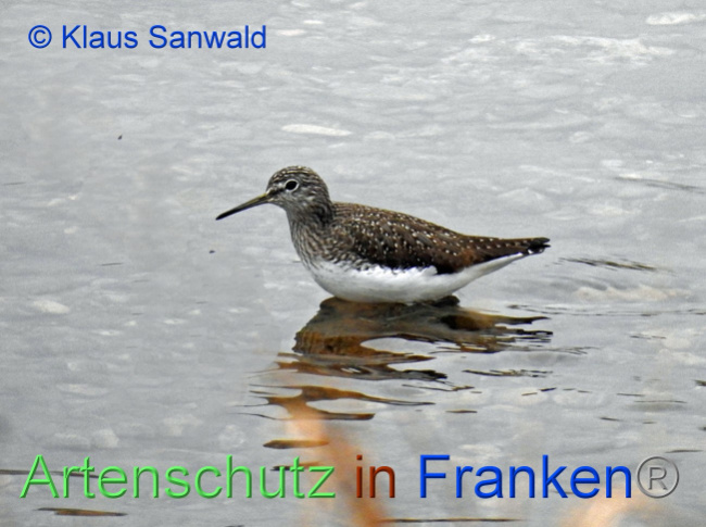 © Artenschutz in Franken® / Klaus Sanwald Bild zum Eintrag (1065932-160)