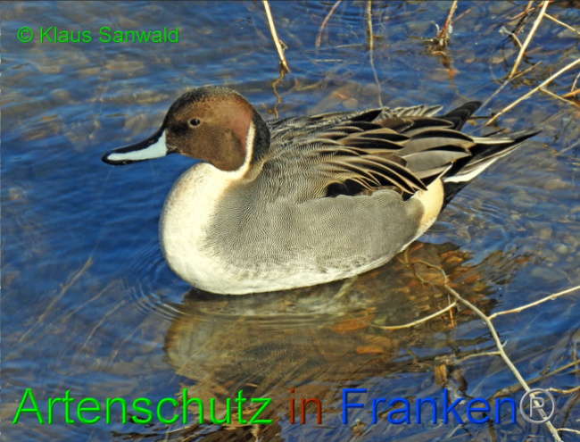 © Artenschutz in Franken® / Klaus Sanwald Bild zum Eintrag (1065955-160)