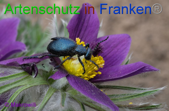 © Artenschutz in Franken® / Makrowilli Bild zum Eintrag (1066048-160)