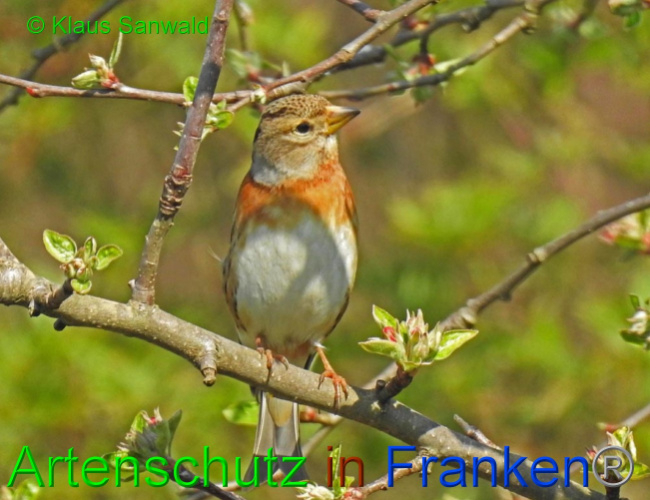 © Artenschutz in Franken® / Klaus Sanwald Bild zum Eintrag (1066078-160)