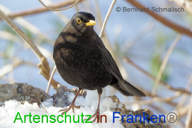© Artenschutz in Franken® / Bernhard Schmalisch Bild zum Eintrag (1066397-160)