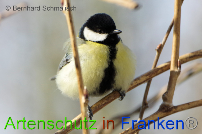 © Artenschutz in Franken® / Bernhard Schmalisch Bild zum Eintrag (1066555-160)