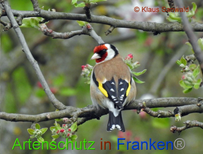 © Artenschutz in Franken® / Klaus Sanwald Bild zum Eintrag (1066564-160)