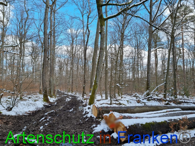 © Artenschutz in Franken® Bild zum Eintrag (1066591-160)