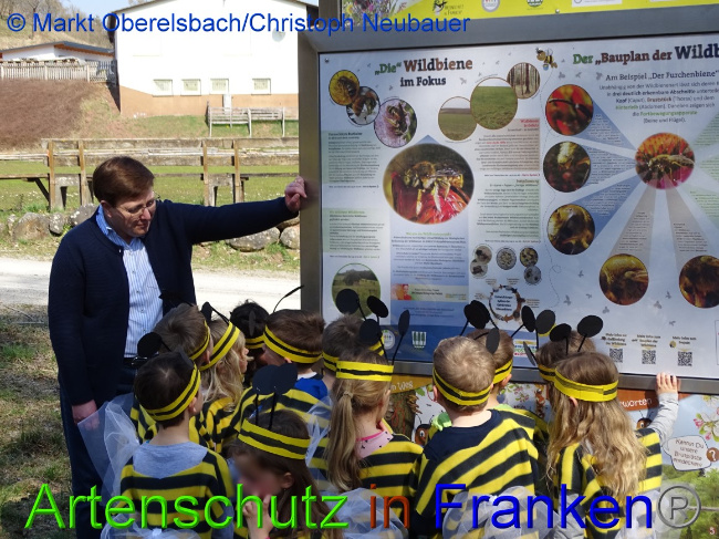 © Artenschutz in Franken® Bild zum Eintrag (1066731-160)