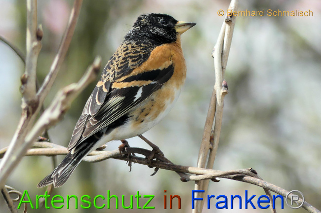 © Artenschutz in Franken® / Bernhard Schmalisch Bild zum Eintrag (1066926-160)