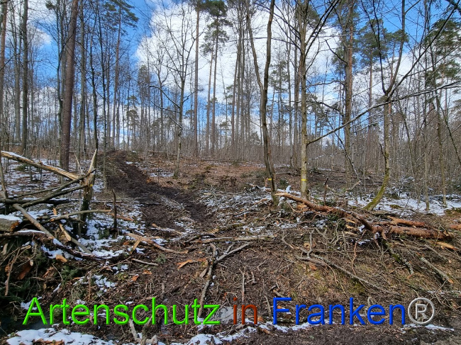 © Artenschutz in Franken® Bild zum Eintrag (1066957-160)