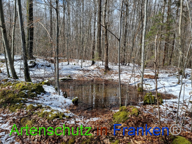 © Artenschutz in Franken® Bild zum Eintrag (1066965-160)