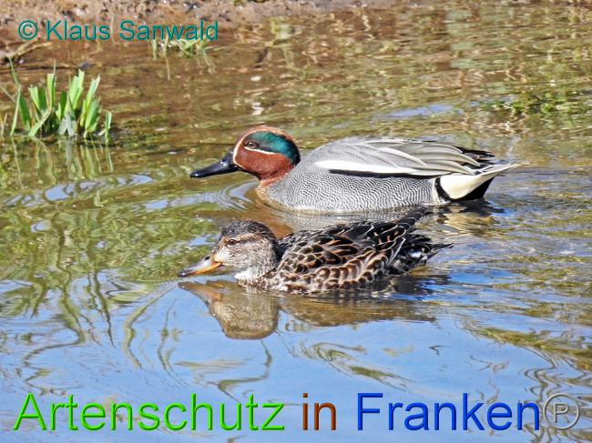 © Artenschutz in Franken® / Klaus Sanwald Bild zum Eintrag (1066982-160)