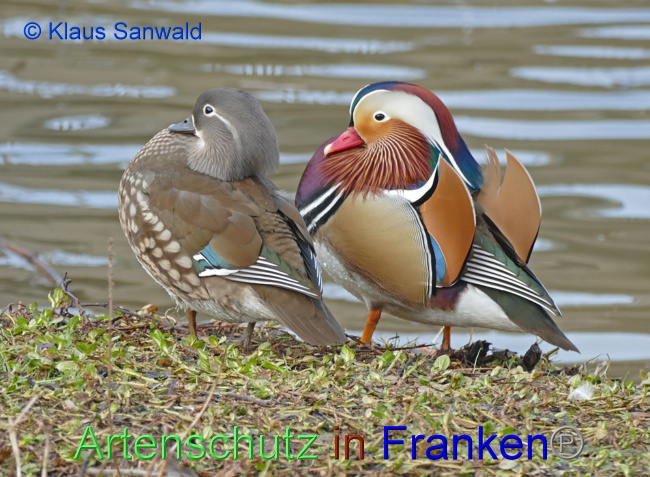 © Artenschutz in Franken® / Klaus Sanwald Bild zum Eintrag (1067056-160)