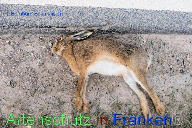 © Artenschutz in Franken® / Bernhard Schmalisch Bild zum Eintrag (1067148-160)