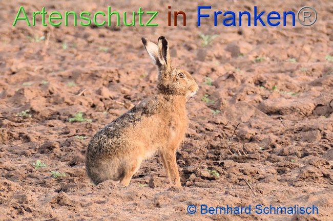 © Artenschutz in Franken® / Bernhard Schmalisch Bild zum Eintrag (1067210-160)