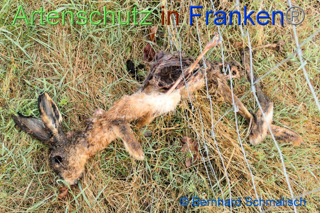 © Artenschutz in Franken® / Bernhard Schmalisch Bild zum Eintrag (1067212-160)