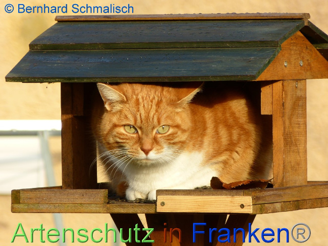 © Artenschutz in Franken® / Bernhard Schmalisch Bild zum Eintrag (1067295-160)