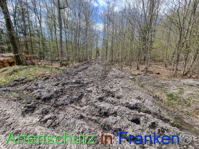 © Artenschutz in Franken® Bild zum Eintrag (1067343-160)