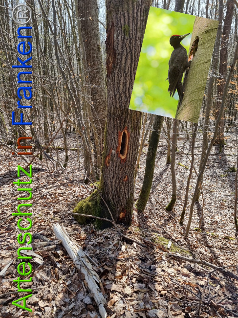 © Artenschutz in Franken® Bild zum Eintrag (1067372-160)