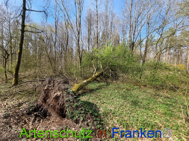 © Artenschutz in Franken® Bild zum Eintrag (1067413-160)