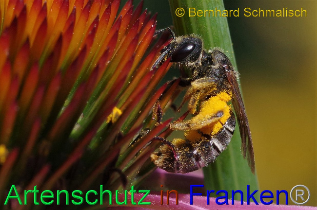 © Artenschutz in Franken® / Bernhard Schmalisch Bild zum Eintrag (1067420-160)