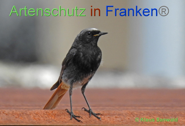 © Artenschutz in Franken® / Klaus Sanwald Bild zum Eintrag (1069105-160)