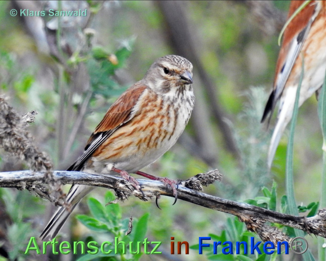© Artenschutz in Franken® / Klaus Sanwald Bild zum Eintrag (1069117-160)