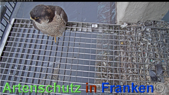© Artenschutz in Franken® Bild zum Eintrag (1069127-160)